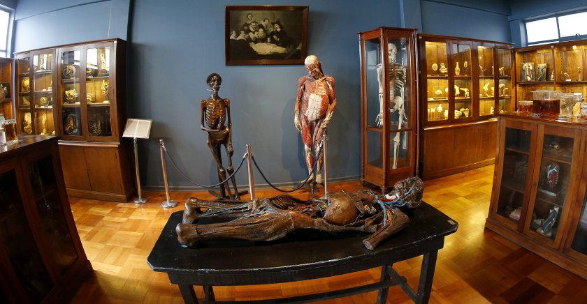 3M Museo Anatomía2